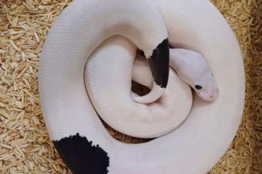 Königspythons kaufen und verkaufen Foto: Panda-Piebald Königspython 