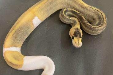 Königspythons kaufen und verkaufen Foto: 2.0 ChampagneBanana het Piebald 