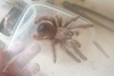 Spinnen und Skorpione kaufen und verkaufen Foto: Avicularia rufa brasil subadult male