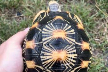 Landschildkröten kaufen und verkaufen Foto: Astrochelys Radiata Pair 1.1 