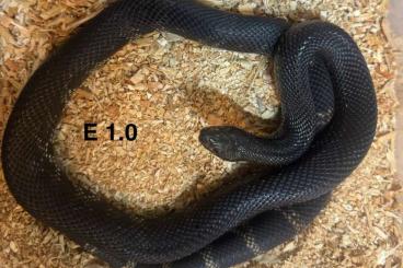 Nattern ungiftige kaufen und verkaufen Foto: Black Pines Pituophis lodingi cb 24 (NZ 24) Nattern ungiftige kaufen und verkaufen Foto: Black Pines Pituophis lodingi cb 24 (NZ 24)