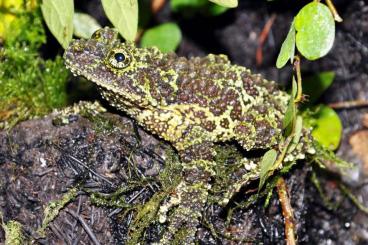 Frösche  kaufen und verkaufen Foto: Agalychnis,Bufo,Cynops,Tylototriton