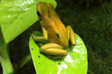 Pfeilgiftfrösche kaufen und verkaufen Foto: Dendrobates, Phyllobates, Ameerega