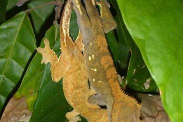 Geckos kaufen und verkaufen Foto: Correlophus ciliatus - Neukaledonischer Kronengecko Geckos kaufen und verkaufen Foto: Correlophus ciliatus - Neukaledonischer Kronengecko