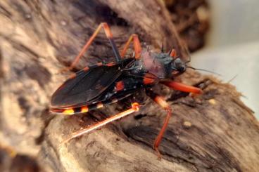 Insekten kaufen und verkaufen Foto: Raubwanze Psytalla horrida 5er Gruppen L1 - L3