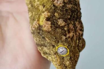 Geckos kaufen und verkaufen Photo: Rhacodactylus leachianus - Nuu Ana Geckos kaufen und verkaufen Photo: Rhacodactylus leachianus - Nuu Ana