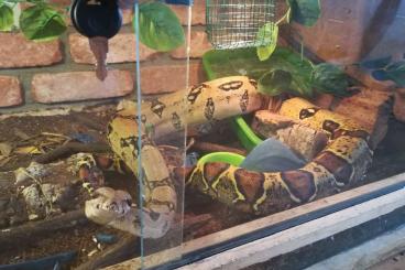 Snakes kaufen und verkaufen Photo: Bestandsauflösung wegen Umzug 