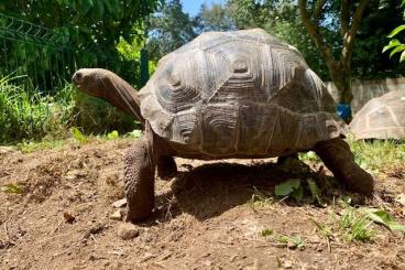 Schildkröten kaufen und verkaufen Foto: TORTOISES AND TURTLES. Schildkröten kaufen und verkaufen Foto: TORTOISES AND TURTLES.
