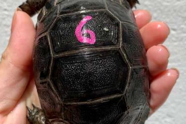 Landschildkröten kaufen und verkaufen Foto: TORTUGA ALDABRACHELYS GIGANTEA BABY Landschildkröten kaufen und verkaufen Foto: TORTUGA ALDABRACHELYS GIGANTEA BABY