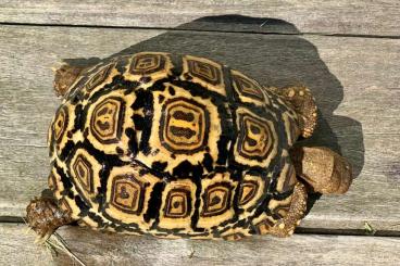 Schildkröten  kaufen und verkaufen Foto: TORTUGA STIGMOCHELYS PARDALIS PARDALIS