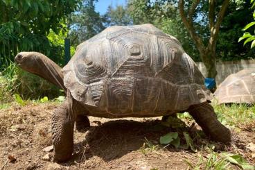 Schildkröten kaufen und verkaufen Foto: ALDABRACHELYS GIGANTEA TORTUGA ALDABRA Schildkröten kaufen und verkaufen Foto: ALDABRACHELYS GIGANTEA TORTUGA ALDABRA
