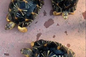 Sumpfschildkröten kaufen und verkaufen Foto: TURTLES ASTROCHELYS RADIATA 