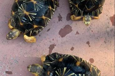 Sumpfschildkröten kaufen und verkaufen Foto: TURTLES ASTROCHELYS RADIATA Sumpfschildkröten kaufen und verkaufen Foto: TURTLES ASTROCHELYS RADIATA