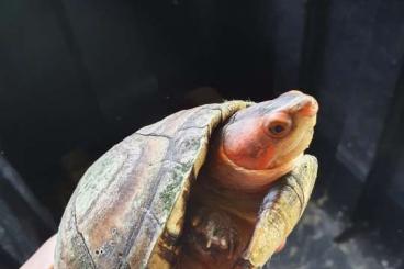 Landschildkröten kaufen und verkaufen Foto: Kinosternon, rhinoclemmys 