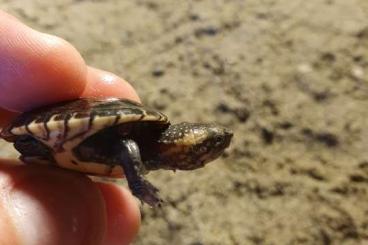 Turtles kaufen und verkaufen Photo: KINOSTERNON LEUCOSTOMUM ....