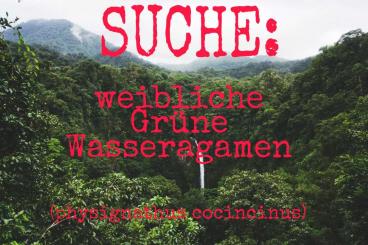 Agamen kaufen und verkaufen Foto: Suche Grüne Wasseragamen (physignathus cocincinus)