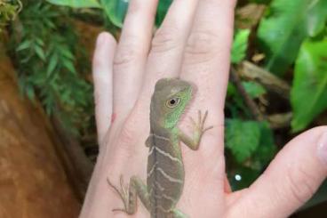 Agamen kaufen und verkaufen Foto: Grüne Wasseragame Jungtiere 