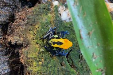 Pfeilgiftfrösche kaufen und verkaufen Foto: Dendrobates Tinctorius Brasilianer