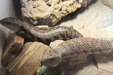 Skinke kaufen und verkaufen Foto: Tiliqua scincoides intermedia DNZ25 Skinke kaufen und verkaufen Foto: Tiliqua scincoides intermedia DNZ25