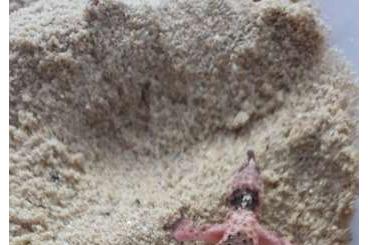 Geckos kaufen und verkaufen Foto: Nephrurus für Hamm im März Geckos kaufen und verkaufen Foto: Nephrurus für Hamm im März