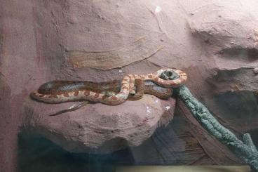 Schlangen kaufen und verkaufen Foto: Biete 2 weibliche Kornnattern