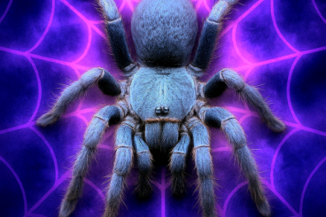 Spiders and Scorpions kaufen und verkaufen Photo: Birupes, P. sabah blue fesh adult le violaceopes new home or Exchange! Spiders and Scorpions kaufen und verkaufen Photo: Birupes, P. sabah blue fesh adult le violaceopes new home or Exchange!