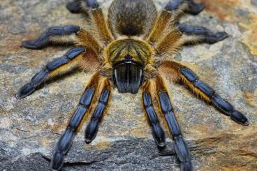 Spinnen und Skorpione kaufen und verkaufen Foto: Grammostola pulchra/Chromatopelma cyaneopubescens/ Caribena versicolor