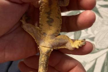 Geckos kaufen und verkaufen Foto: Kronenkopfgecko Mädchen zu verkaufen