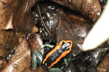 Poison dart frogs kaufen und verkaufen Photo: Pfeilgiftfrösche abzugeben in Hamm oder Abholung in Ladbergen 