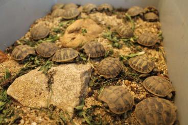 Landschildkröten kaufen und verkaufen Foto: Verkaufe Griechische Landschildkröte Testudo Hermanni NZ 08/2022