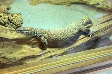 Warane kaufen und verkaufen Foto: Varanus Acanthurus 1.0 red