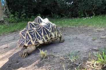 Landschildkröten kaufen und verkaufen Foto: Geochelone elegans (sternschildköten) Landschildkröten kaufen und verkaufen Foto: Geochelone elegans (sternschildköten)