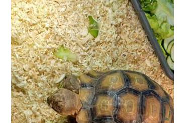 Schildkröten kaufen und verkaufen Foto: Spornschildkröten gemeinsam abzugeben Schildkröten kaufen und verkaufen Foto: Spornschildkröten gemeinsam abzugeben