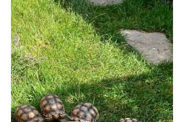Schildkröten kaufen und verkaufen Foto: Spornschildkröten gemeinsam abzugeben Schildkröten kaufen und verkaufen Foto: Spornschildkröten gemeinsam abzugeben