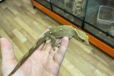 Geckos kaufen und verkaufen Foto: 1,0 Correlophus sarasinorum