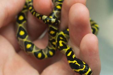 Schlangen kaufen und verkaufen Foto: Euprepiophis Mandarinus Mandarinnatter