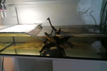 Turtles kaufen und verkaufen Photo: Wasserschildkröten mit Aquarium und allem Zubehör Turtles kaufen und verkaufen Photo: Wasserschildkröten mit Aquarium und allem Zubehör