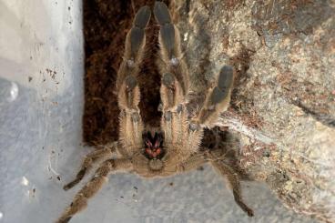 - bird spiders kaufen und verkaufen Photo: erwachsene männliche Vogelspinnen zu verkaufen