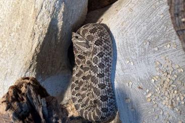 Snakes kaufen und verkaufen Photo: 1.1 Heterodon nasicus, 2023 Snakes kaufen und verkaufen Photo: 1.1 Heterodon nasicus, 2023