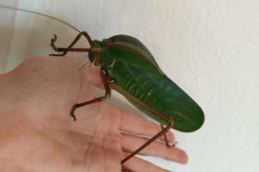 Insekten kaufen und verkaufen Foto: Siliquofera grandis Riesenblattschrecken Eier