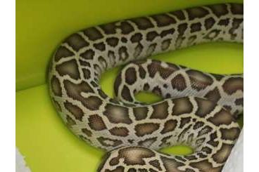 Pythons kaufen und verkaufen Photo: Python bivittatus , Burmese pythons