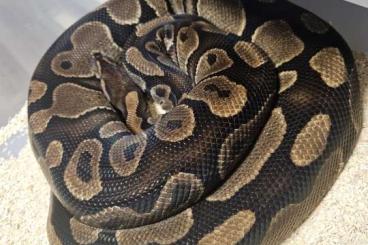 Königspythons kaufen und verkaufen Photo: 10 Rack und Königspythons