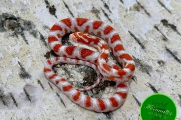 Snakes kaufen und verkaufen Photo: Kornnatter High White und High White Tessera 