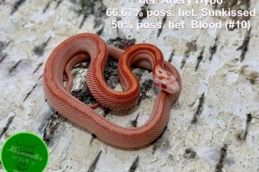 Schlangen kaufen und verkaufen Foto: Kornnatter Enz 23 Snow, Anery uvm. 