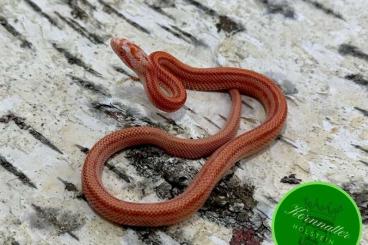 Schlangen kaufen und verkaufen Foto: Kornnatter Amel Striped het. Cinder