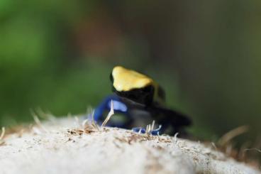 Pfeilgiftfrösche kaufen und verkaufen Foto: Dendrobates tinctorius brasilianer pfeilgiftfrosch 