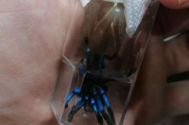 - bird spiders kaufen und verkaufen Photo:   Biete Birupes simoroxigorum