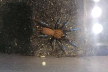 Vogelspinnen kaufen und verkaufen Foto:   Biete Birupes simoroxigorum 