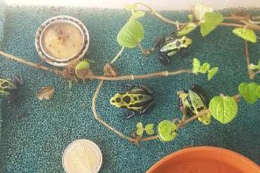 Poison dart frogs kaufen und verkaufen Photo: D.tinctorius sipaliwini green 