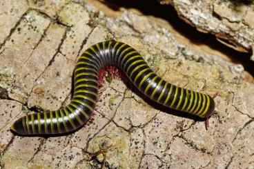 andere Wirbellose kaufen und verkaufen Foto: Anadenobolus monilicornis Tausendfüßer 